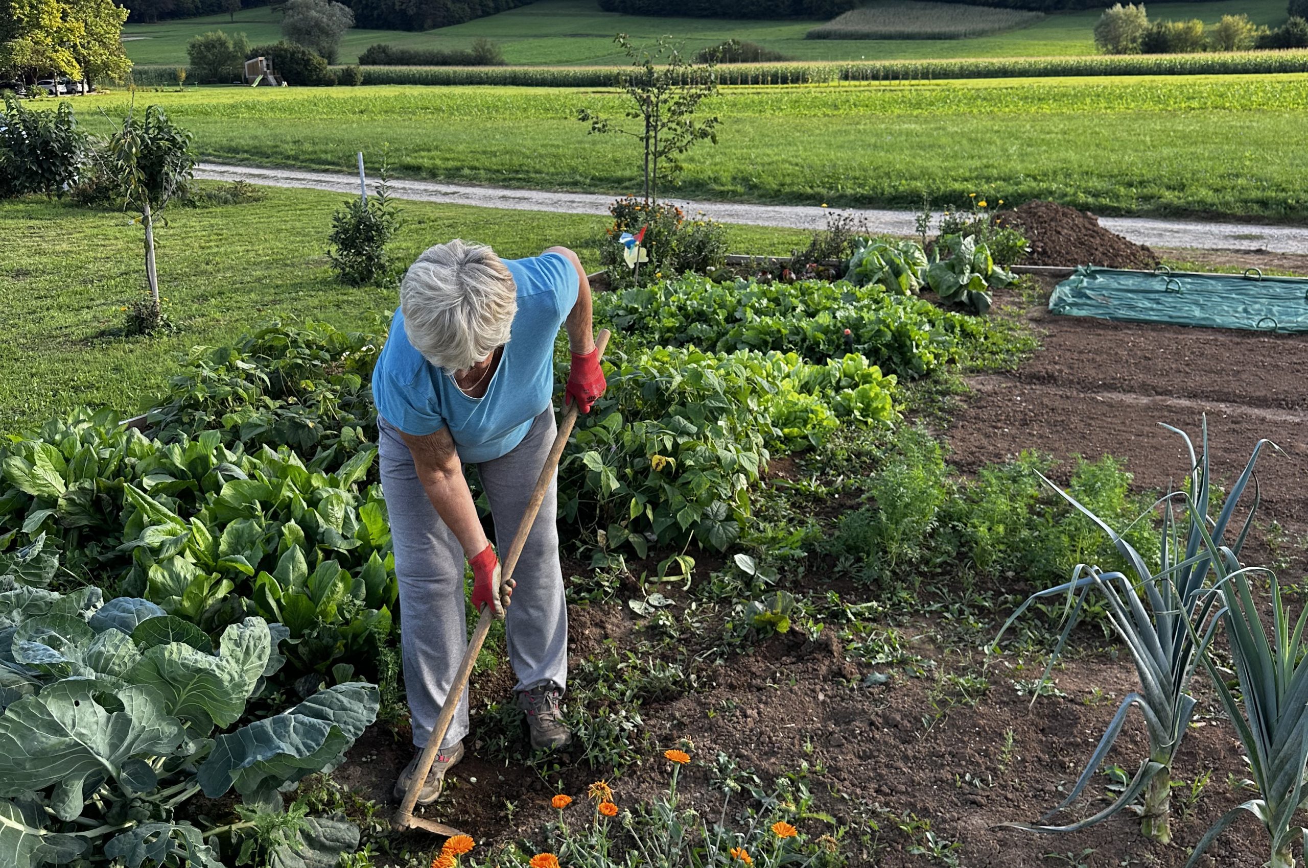 A grandmother tends to her crops in the Balkans, keeping her connection to land.
