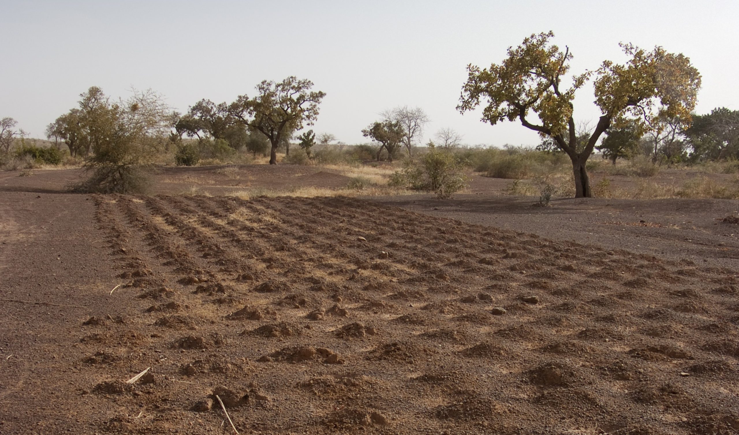 Rows of holes in the earth in a field with trees in the distance